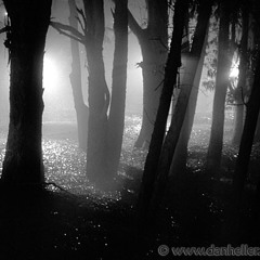 SHADOWS