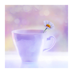 - ورد الجوري -