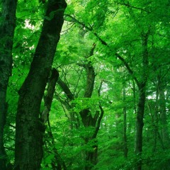 01.Uhlan - Woodfolk