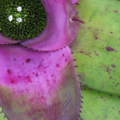 Bronk O. - She Belongs to Me