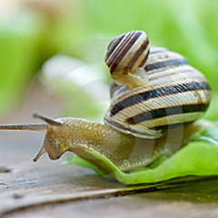 Sluga munch (power snail)