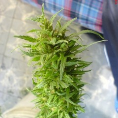 Solo quiero fumar 2003