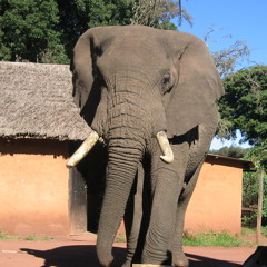 Believe in None of What You Hear and Only Half of What You See -Afro-Lithuanian Project