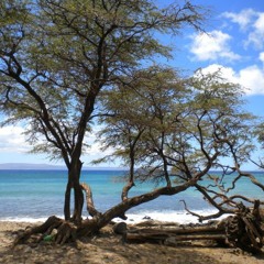 Maui(Molokini Mix) by Orca Raptalon featuring Oliver Rapscallion and The Ghost