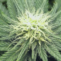 Smoking My Ganja - Capital Letters