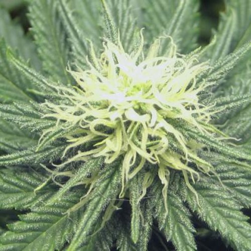 Smoking My Ganja - Capital Letters