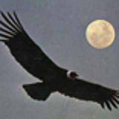 Condor flight