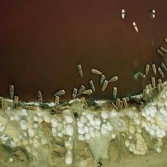 Edgelands - Granny [Mechanical Mariner Remix]