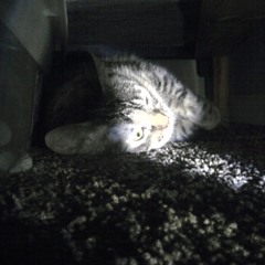 Where's My Cat [FREE DL IN DESCRIPTION]