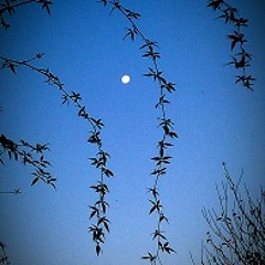 Field of Fall Leaves