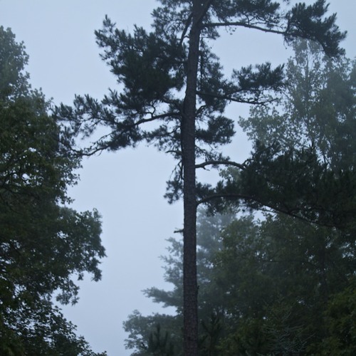 RiverFoot-CicadaSinging (Megan Karls-Violin, Matthies-composition, Kokeka, mixing)
