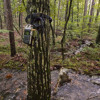 Ouachita Forest stream - Shure MX391/O+Sony-D50 - Aug 13, 2011 (mic-test)