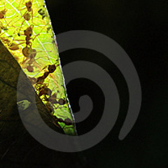 Daze One - Insected Selected