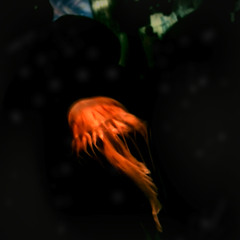 Ideal Flow - Lilyfly (Original Mix) Free Download