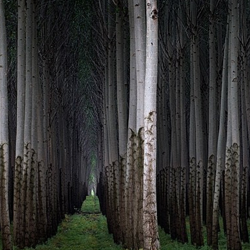 Erin in the Woods [ produced by Waves and Strangeloop ]