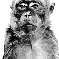 Capital Monkey - Primates