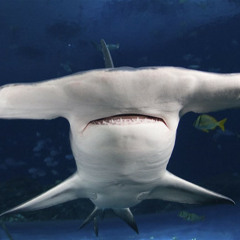Lazy Shark Attack - The Hammershark