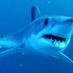 Mako Mix Mp3 Breaksjunky