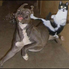 Laydee Dee Bass Affirmation 20 08 11