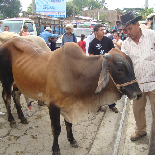 El TIANGUE SPOT SAN RAFAEL CEDROS