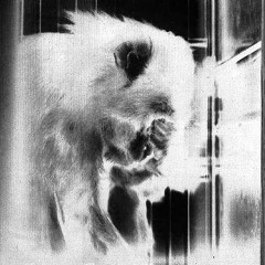 Manicomio llamado realidad