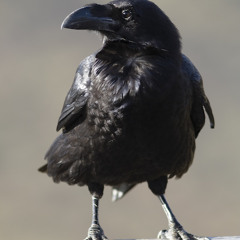 Common Raven, Corvus corax