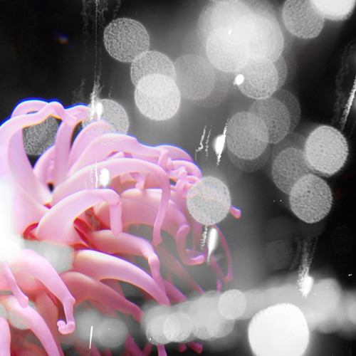 Artworks-000010683817-nibg46-t500x500