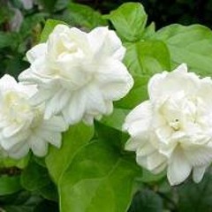 เพลงใหม่