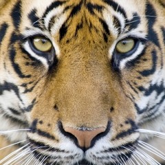 Tigre de Bengala - Cancion 2