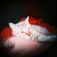 Irreplaceable (Beyoncé Cover)