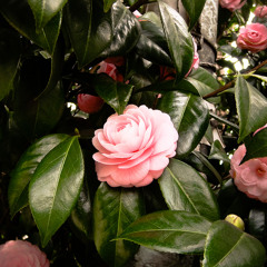 Phool Dekhechi Kaata Dekhini - A Song By Upol