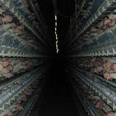 Chicken Factory (Live at the Kaii....Feb 96?)