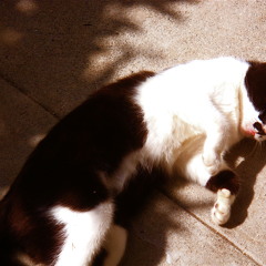 Happy and skips. Live Mix