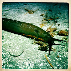 Plastiq Phantom - 2 Theremins