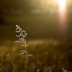 Myristica and *Halo - Forever Sunset