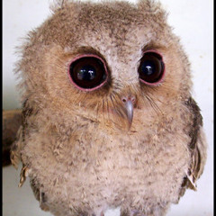 Little Baby Owl