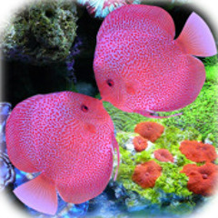 smoke city_underwater love (anneliese´s drowned bootleg)