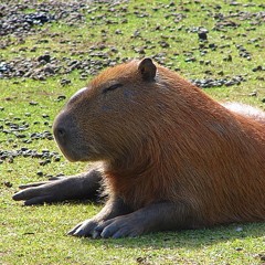 capybar emotions (august 2007)