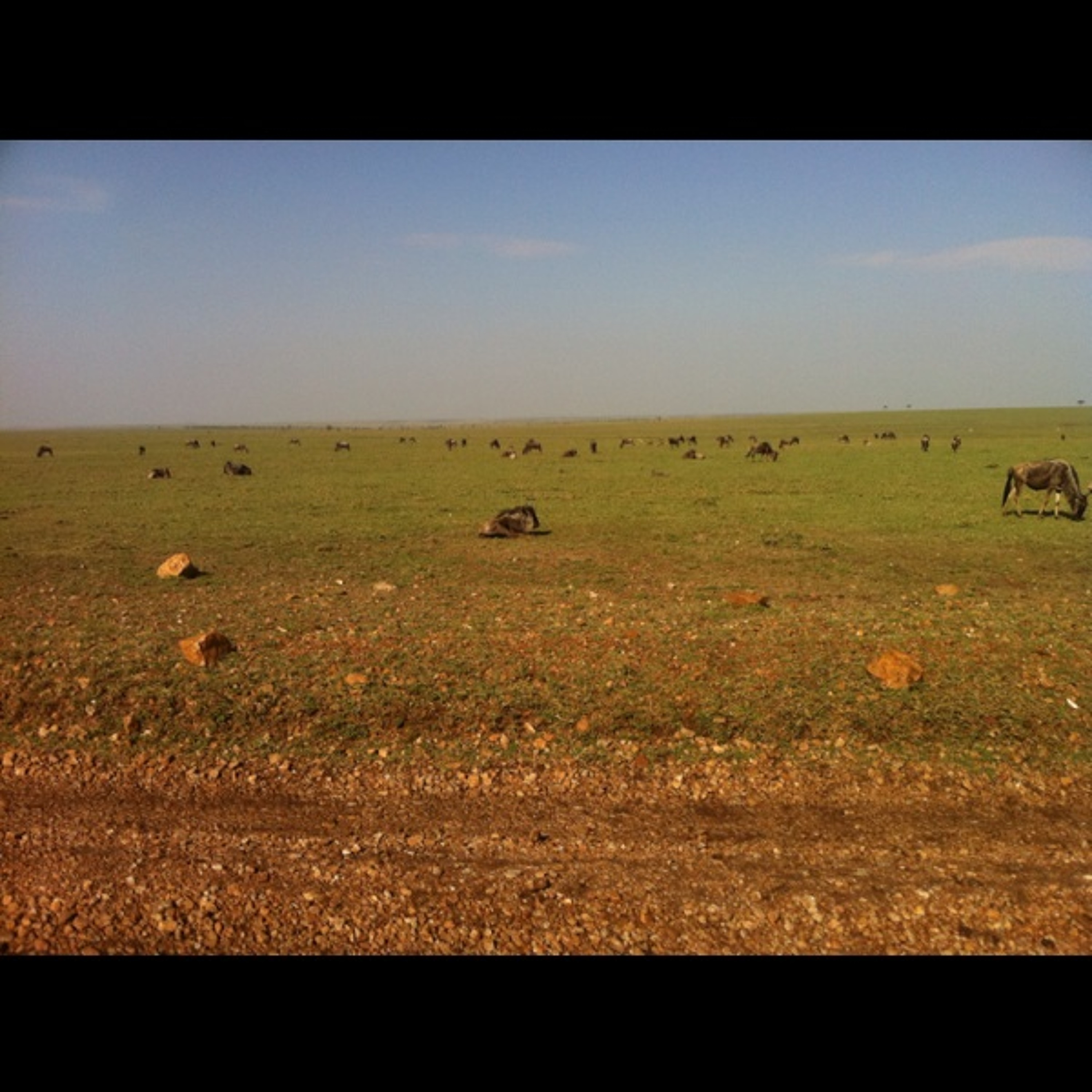 Captains log, after lions come hustling at Masai Mara National Reserve episode artwork