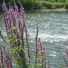 "Flying home" , voices and vocals, Odette Nicole; music, Julien Boulier