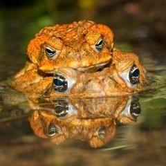 Bufo - Falling Off A Lily
