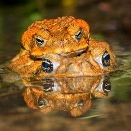 Bufo - Falling Off A Lily