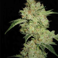 Sacate uno - FT Koos