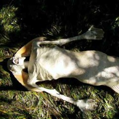 Go go remix {samoke & REHANNA}