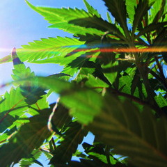 GUERILLA GARDEN - Ganja People