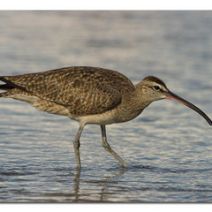 Squinancywort vs whimbrels with Dogman reprise