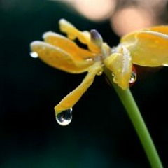 ชีพชนก ศรียามาตย์ - เหงา