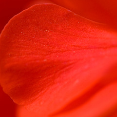 Heart by Kenichiro Nishihara
