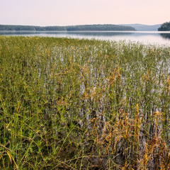 Cicada song - Tibicen robinsoniana - central Arkansas (Sony D50)