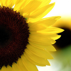 Sunflower : Chinua Hawk